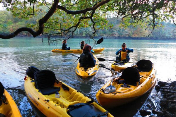 Koru Kayaking, ancient oak trees, Frenchman's Creek, November