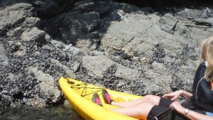 Mussels growing on the Helford River Banks