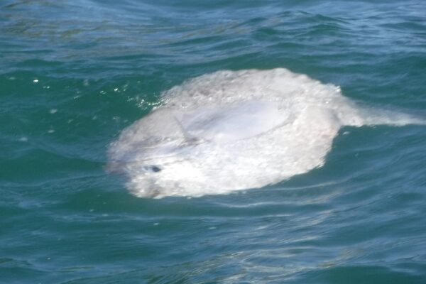 sunfish 3, trevaunance cove