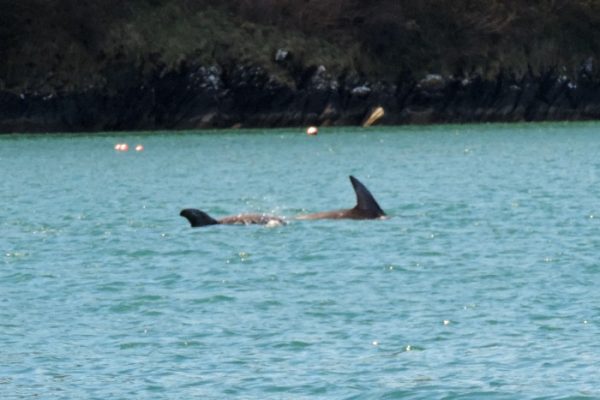 Dolphin fins, Helford River, Helford River Cruises taken by our customer Peter Skeggs