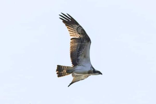 Osprey Helford `river