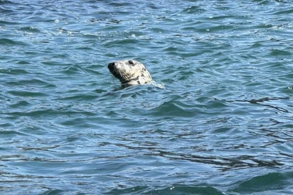Wildlife spotting - Seals