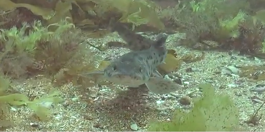 Hidden Helford: What lies beneath on the Helford