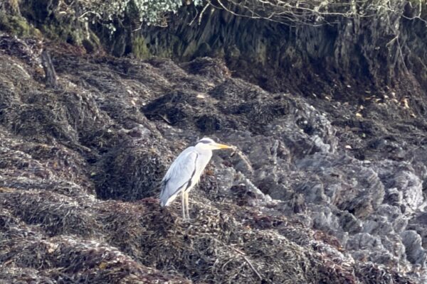 little egret bigger
